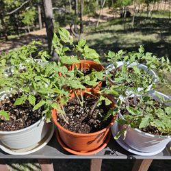 Johnny's Selected Seeds