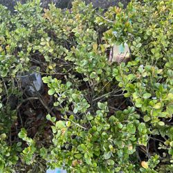 Carlmont High School - Starbucks cups stuffed into bushes