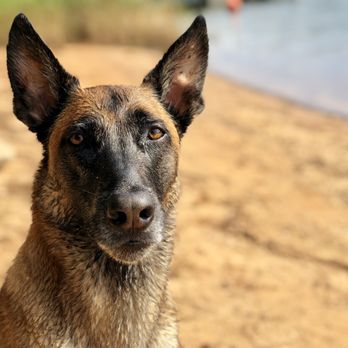 WNC K9 - Pet Training Near Me - Asheville, North Carolina WNC K9 - Pet Training Near Me - Asheville, North Carolina