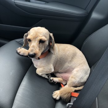 Louie's Professional Grooming - Cooper exhausted from the process but looking tight and right. - Pet Groomers Near Me - Hollywood, Florida Louie's Professional Grooming - Cooper exhausted from the process but looking tight and right. - Pet Groomers Near Me - Hollywood, Florida