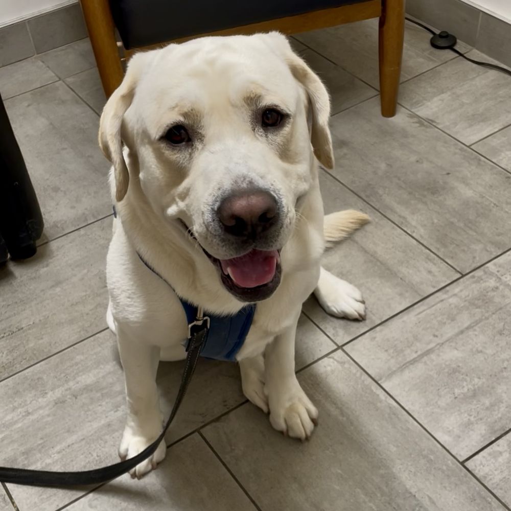 I'm still a happy dog even when I'm injured! I'm still a happy dog even when I'm injured!