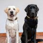 Photo of Aenlivon Pet Care Veterinary House Call