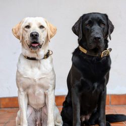 Aenlivon Pet Care Veterinary House Call - Healthy and happy girls!