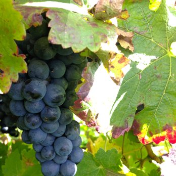 Dizzy Daisy Winery - a bunch of grapes hanging from a vine - Wineries Near Me - Bad Axe, Michigan Dizzy Daisy Winery - a bunch of grapes hanging from a vine - Wineries Near Me - Bad Axe, Michigan