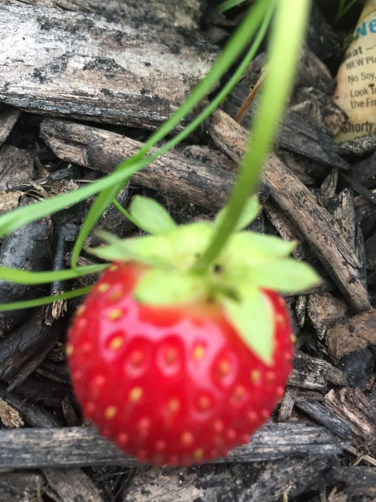 Meals On Wheels-North Area - social services organization in Syracuse, NY