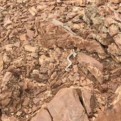 Careful if heading off trail, especially when geocaching. This Crotalus scutulatus, commonly known as a Mojave green, was out today 11/20/16