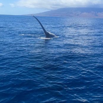 Makai Adventures - Whale waving at us! - Boat Charters Near Me - Lahaina, Hawaii Makai Adventures - Whale waving at us! - Boat Charters Near Me - Lahaina, Hawaii
