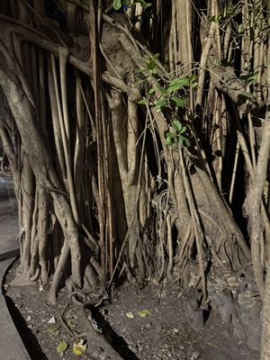 Coconut Grove by null