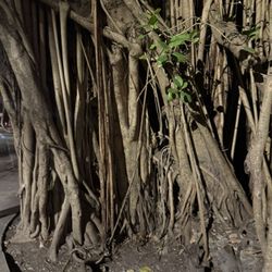 Coconut Grove