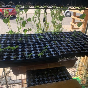 The Coffee Stand - Little seedlings growing! - Coffee & Tea Near Me - Boulder, Colorado