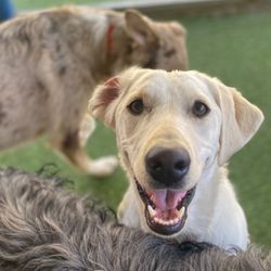 Dogtown Pet Spa - Lake and her friends