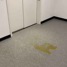 this urine sat here for over a day