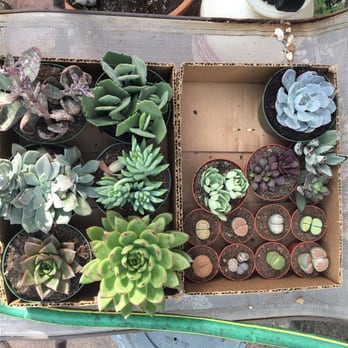 Florida Cactus - Succulents that came home with us on the last trip! - Nurseries & Gardening Near Me - Apopka, Florida Florida Cactus - Succulents that came home with us on the last trip! - Nurseries & Gardening Near Me - Apopka, Florida