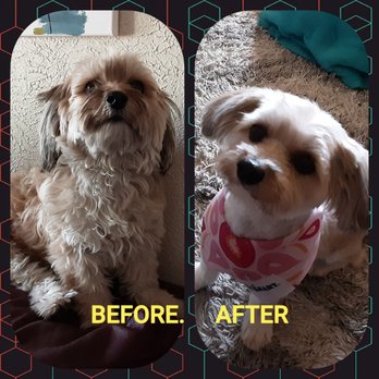 PetSmart - She looks amazing! - Pet Stores Near Me - Albuquerque, New Mexico