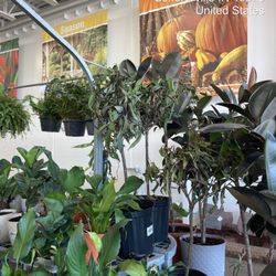 Menards - Other angles dying plants