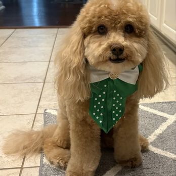 Razzle Dazzle - Buddy in his freshly groomed state wearing his bow tie. He looked so good and we will absolutely be back, again and again! - Pet Groomers Near Me - Indian Land, South Carolina Razzle Dazzle - Buddy in his freshly groomed state wearing his bow tie. He looked so good and we will absolutely be back, again and again! - Pet Groomers Near Me - Indian Land, South Carolina