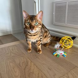 Priority Pet Boarding Services
