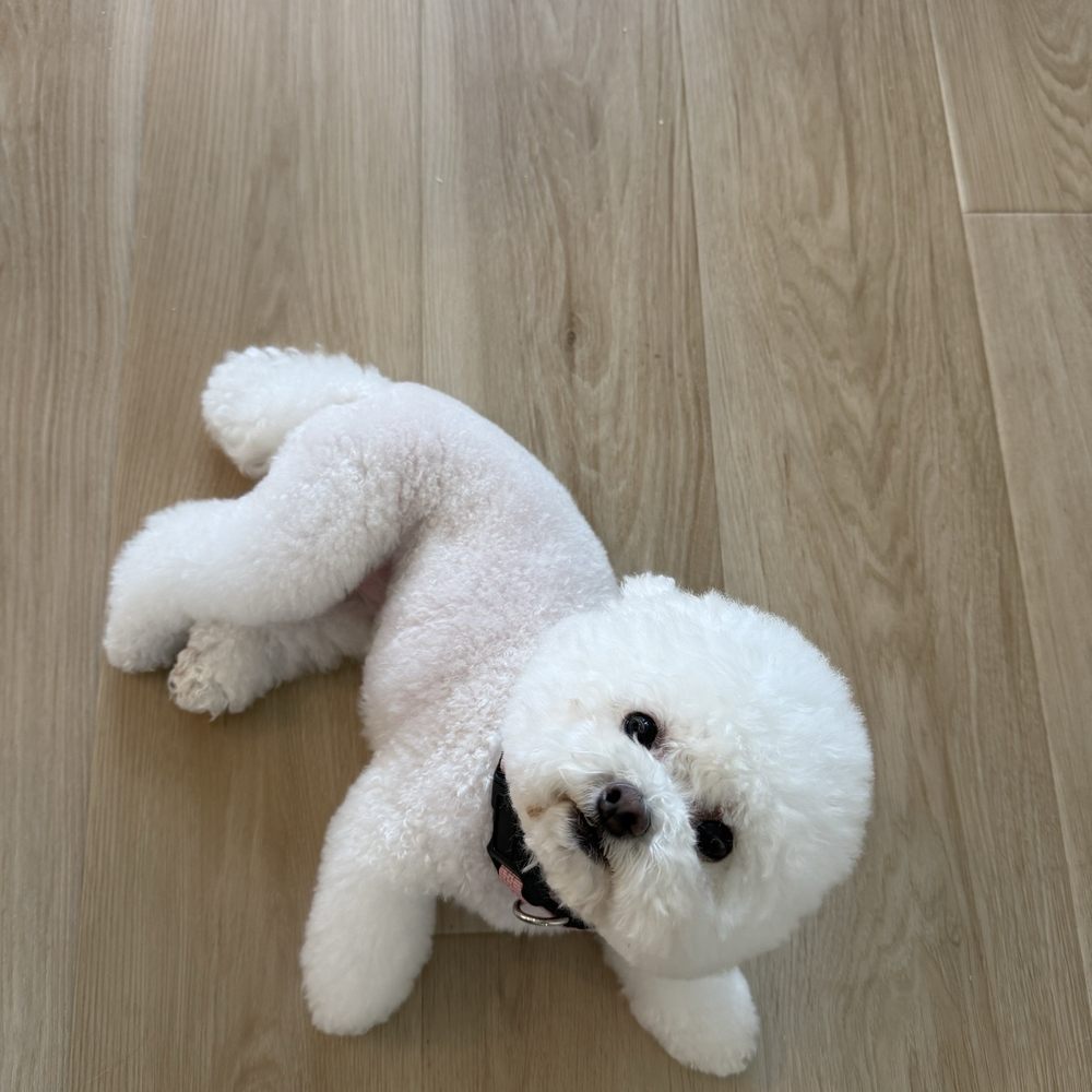 Fur Oak Professional Pet Grooming - Pet Groomers Near Me - Austin, Texas Fur Oak Professional Pet Grooming - Pet Groomers Near Me - Austin, Texas