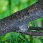 Photo of Lake City Tree Experts