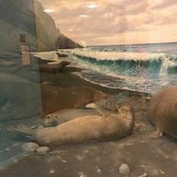 Field Museum - Museums Near Me - Chicago, Illinois Field Museum - Museums Near Me - Chicago, Illinois