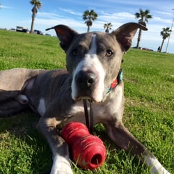 Beach Central - Patiently waiting for fetch time.