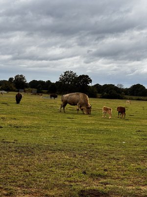 Tennessee Safari Park by null