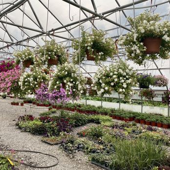 Marcos Diego Flowers - Nurseries & Gardening Near Me - Liverpool, New York Marcos Diego Flowers - Nurseries & Gardening Near Me - Liverpool, New York