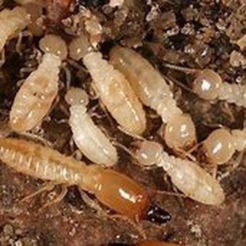 Precise Termite and Pest Control - Termite workers and soldier - Pest Control Near Me - Butler, New Jersey