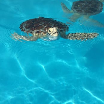The Turtle Hospital - Veterinarians Near Me - Marathon, Florida The Turtle Hospital - Veterinarians Near Me - Marathon, Florida