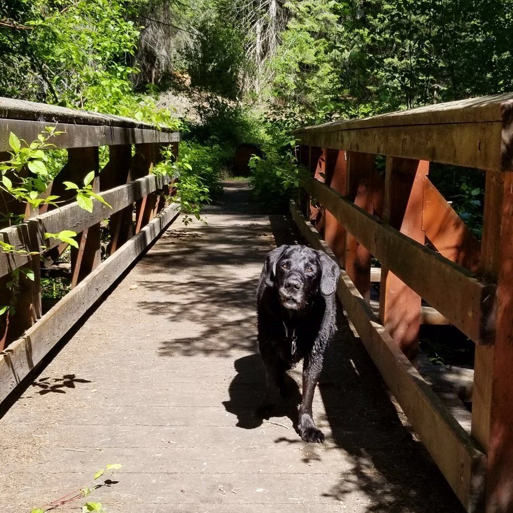 My beloved Black Labrador Wally
