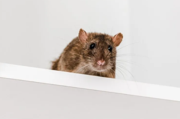 General Pest Control - Pest Pros' main goal is to keep pests out of your home and away from your family. We know how to do the job right because we've done it before. Our commitment to quality lets customers know that Pest Pros' treatments are safe for the environment and won't hurt lawns, plants, or floors. Trust a licensed technician from Pest Pros to come up with a solution that fits your home, family, and way of life.