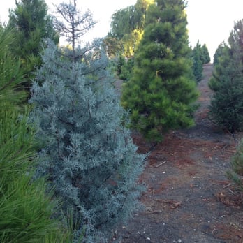 Christmas Ranch Tree Farms - Christmas Trees Near Me - Thousand Oaks, California Christmas Ranch Tree Farms - Christmas Trees Near Me - Thousand Oaks, California