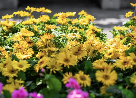 Lowe's Home Improvement by null