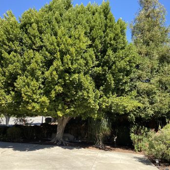 H & E Tree Service - Before removal of ficus and pine (there's a house behind them) - Tree Services Near Me
