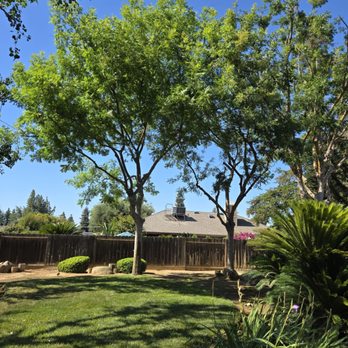 Jay's Tree Service - Two Chinese Pistache trees trimmed. - Tree Services Near Me Jay's Tree Service - Two Chinese Pistache trees trimmed. - Tree Services Near Me