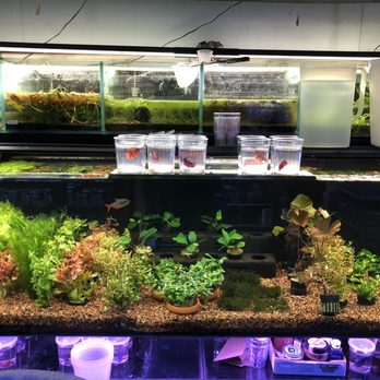 Bob's Tropical Fish - Huge plant display tank - Local Fish Stores Near Me - Los Angeles, California Bob's Tropical Fish - Huge plant display tank - Local Fish Stores Near Me - Los Angeles, California
