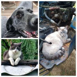 Woodville Veterinary Clinic - Buddy, Lulu, and Kitty