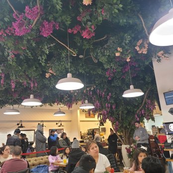 Original Pancake House - Cool indoor tree! - Breakfast & Brunch Near Me - Edgewater, New Jersey