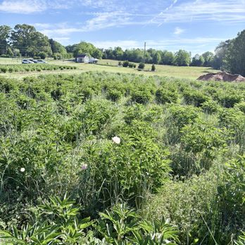 The Peony Fields - Florists Near Me - Inman, South Carolina