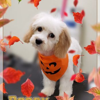 Dog dé Salon - Pet Groomers Near Me - Keller, Texas Dog dé Salon - Pet Groomers Near Me - Keller, Texas
