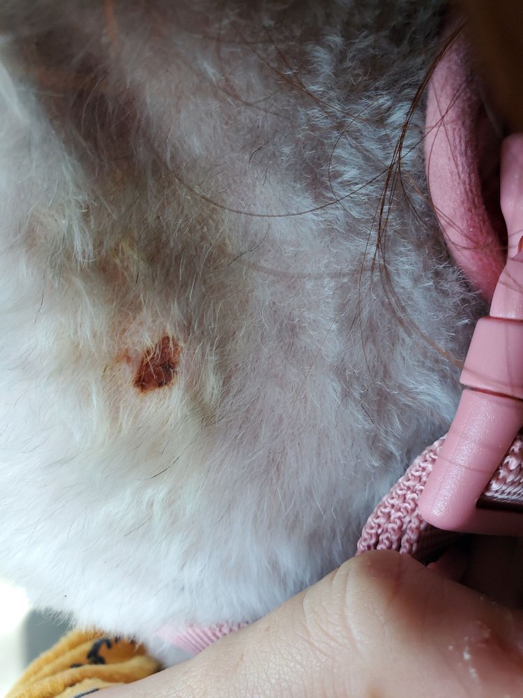 4 PAWS BEAUTY SPA Updated July 2024 35 Photos & 23 Reviews La Habra, California Pet