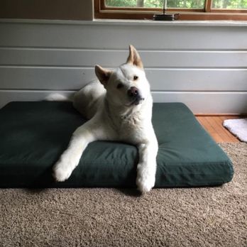Fullmoon Akitas - Pet Breeders Near Me