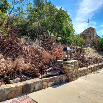 Alex Tree Service - Dead tree trimming and brush needing to go. - Tree Services Near Me Alex Tree Service - Dead tree trimming and brush needing to go. - Tree Services Near Me