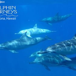 Dolphin Journeys - Here we come - swimming in the sea looking to see you!