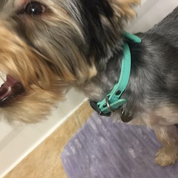 A Doggies Delight - Uneven sides - Pet Groomers Near Me - Las Vegas, Nevada