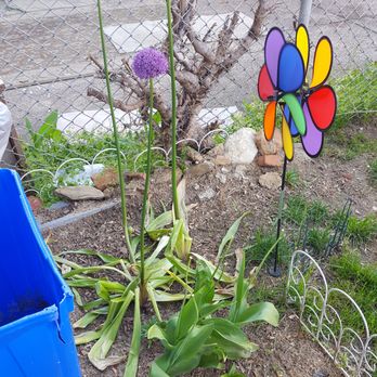 Direct Gardening - Will put down new dirt and spray in the Fall.  Alliums have leafminers. - Nurseries & Gardening Near Me - Bloomington, Illinois