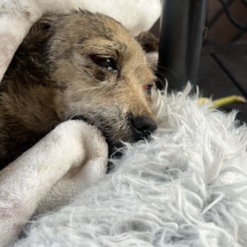 Downey Animal Care Center - Pet Adoption Near Me - Downey, California