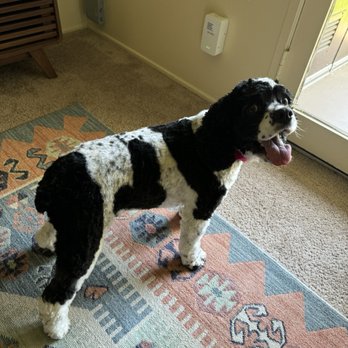 Trimnasium - Very nicely done short cut - Pet Groomers Near Me - Goleta, California Trimnasium - Very nicely done short cut - Pet Groomers Near Me - Goleta, California