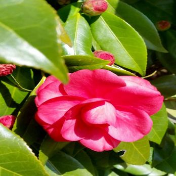Oleander Memorial Gardens - Funeral Services & Cemeteries Near Me - Wilmington, North Carolina Oleander Memorial Gardens - Funeral Services & Cemeteries Near Me - Wilmington, North Carolina