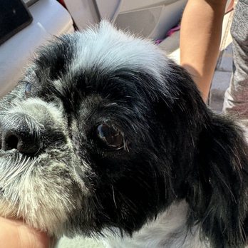 ALL DOGS GO TO BEV Updated May 2025 128 Photos 138 Reviews 3050 E Desert Inn Rd Las Vegas Nevada Pet Groomers Phone Number Yelp